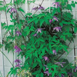 KLÄTTERVÄXT ALPKLEMATIS BLÅ