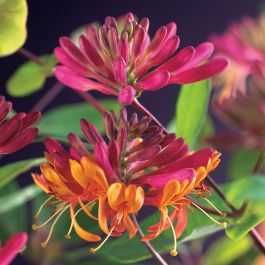 KLÄTTERVÄXT BLOMSTERKAPRIFOL