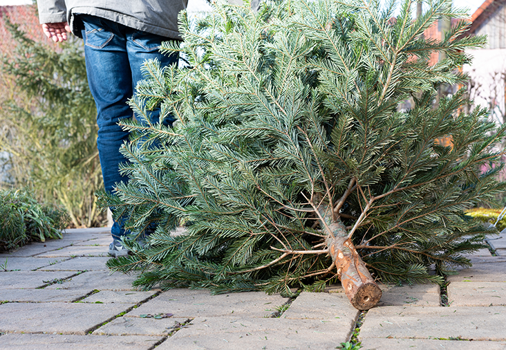 Så återvinner du din julgran | Byggmax