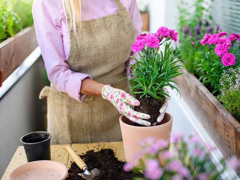 Balkongväxter | Byggmax Balkongväxter | Byggmax