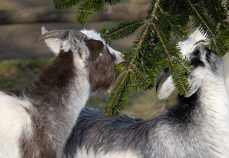 Donera din julgran | Byggmax Donera din julgran | Byggmax