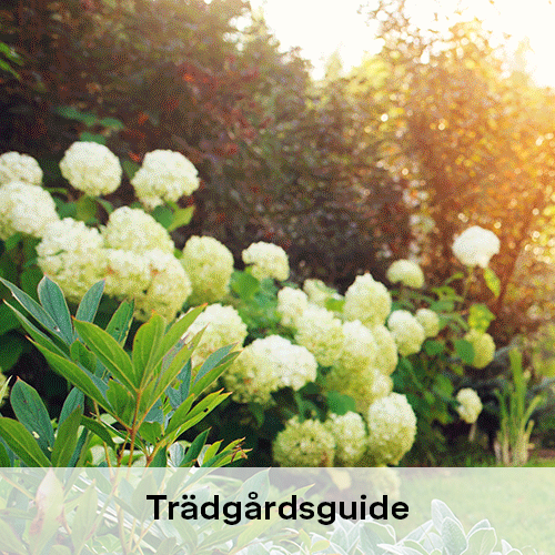 Trädgårdsguide | Byggmax Trädgårdsguide | Byggmax
