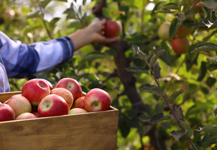 Ta hand om trädgårdens frukter | Byggmax