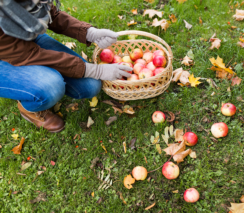 Kompostera och återvinn din frukt | Byggmax Kompostera och återvinn din frukt | Byggmax