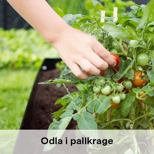 Odla i pallkrage | Byggmax