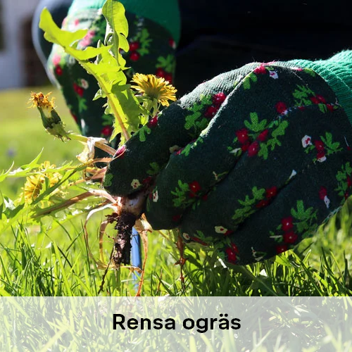 Rensa ogräs | Byggmax